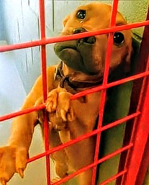 Sad shelter dog looking out through the kennel fence